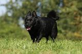 SCHIPPERKE 720